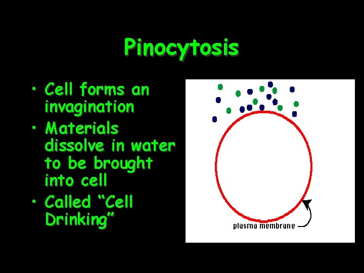 Pinocytosis • Cell forms an invagination • Materials dissolve in water to be brought
