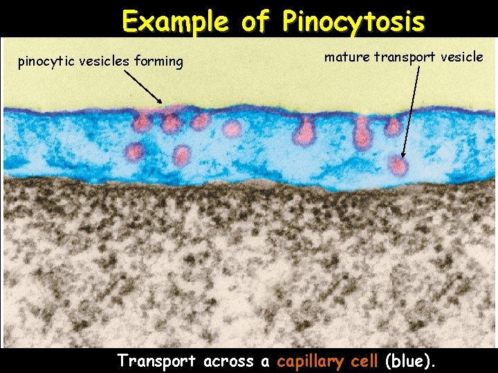 Example of Pinocytosis pinocytic vesicles forming mature transport vesicle Transport across a capillary cell