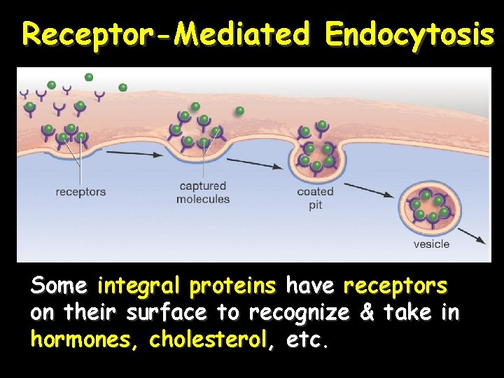 Receptor-Mediated Endocytosis Some integral proteins have receptors on their surface to recognize & take