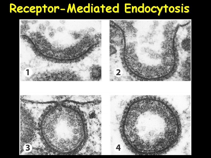 Receptor-Mediated Endocytosis 48 