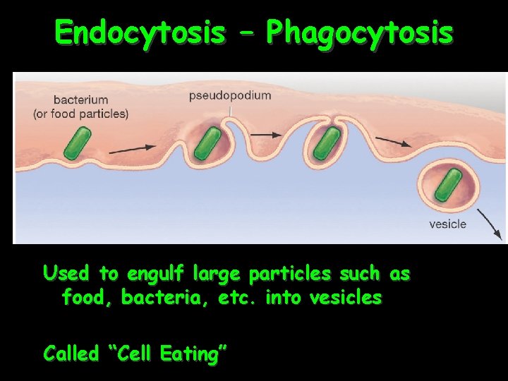 Endocytosis – Phagocytosis Used to engulf large particles such as food, bacteria, etc. into