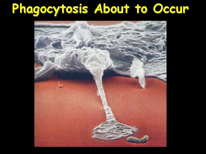 Phagocytosis About to Occur 50 