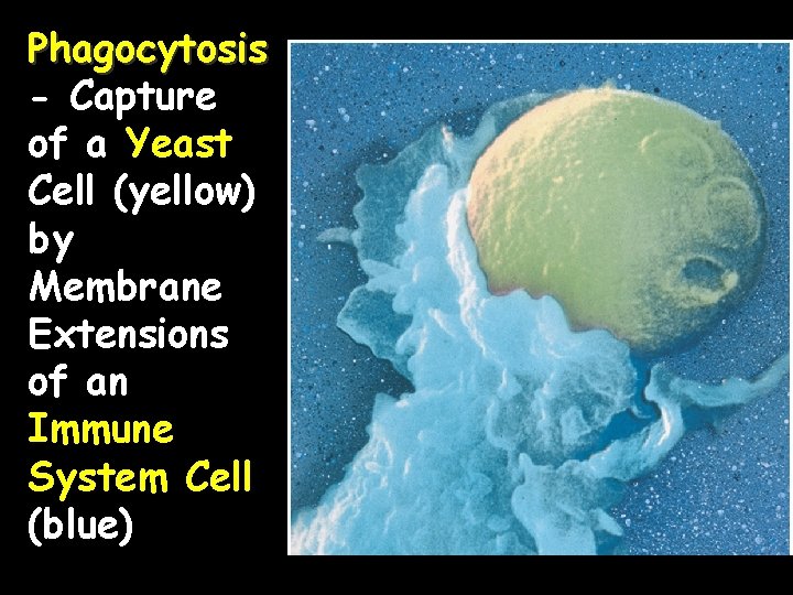 Phagocytosis - Capture of a Yeast Cell (yellow) by Membrane Extensions of an Immune