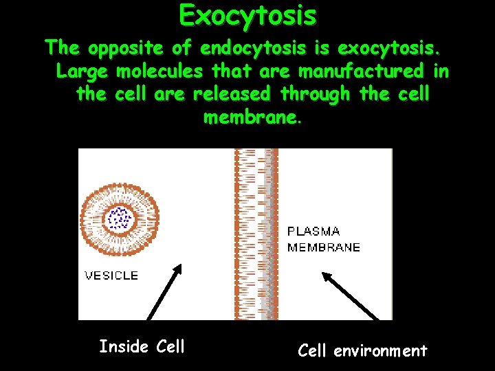 Exocytosis The opposite of endocytosis is exocytosis. Large molecules that are manufactured in the