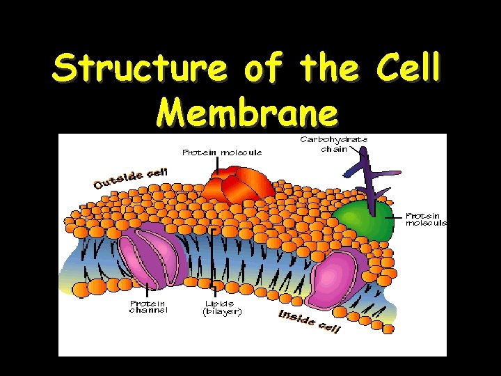 Structure of the Cell Membrane 7 