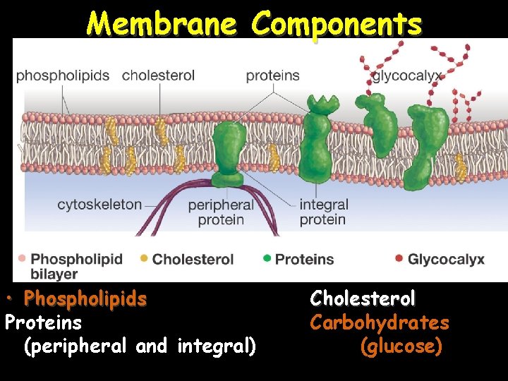 Membrane Components • Phospholipids Proteins (peripheral and integral) Cholesterol Carbohydrates (glucose) 8 