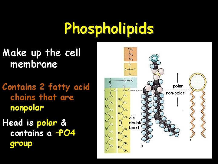 Phospholipids Make up the cell membrane Contains 2 fatty acid chains that are nonpolar