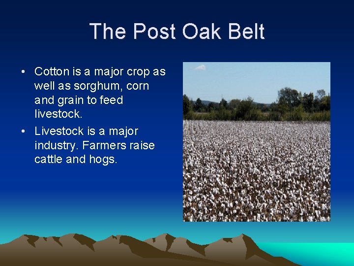 The Post Oak Belt • Cotton is a major crop as well as sorghum,