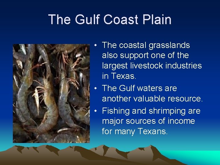The Gulf Coast Plain • The coastal grasslands also support one of the largest