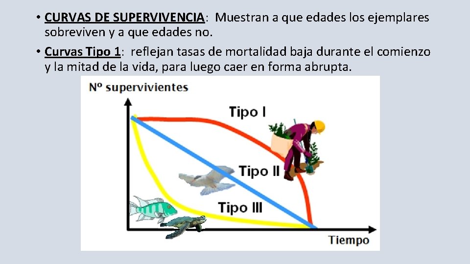  • CURVAS DE SUPERVIVENCIA: Muestran a que edades los ejemplares sobreviven y a