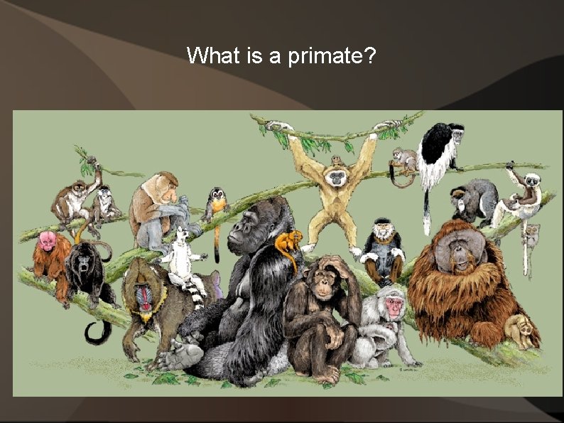 What is a primate? 