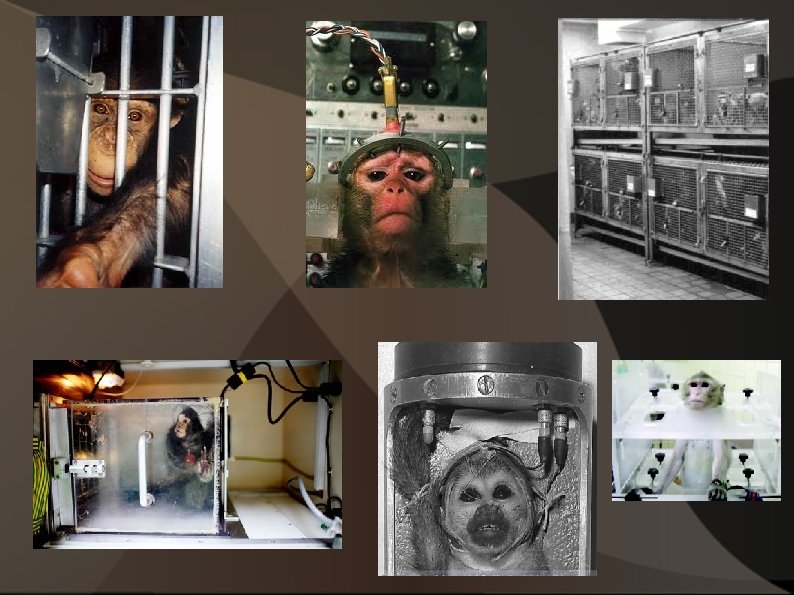 Primates in Laboratory Research Is it Worth it