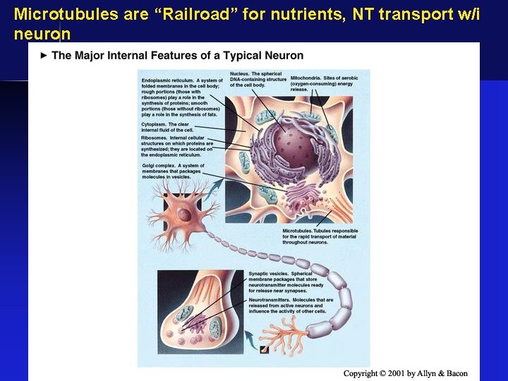 Microtubules are “Railroad” for nutrients, NT transport w/i neuron � 