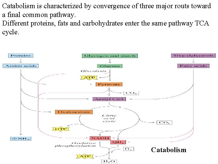 Catabolism is characterized by convergence of three major routs toward a final common pathway.