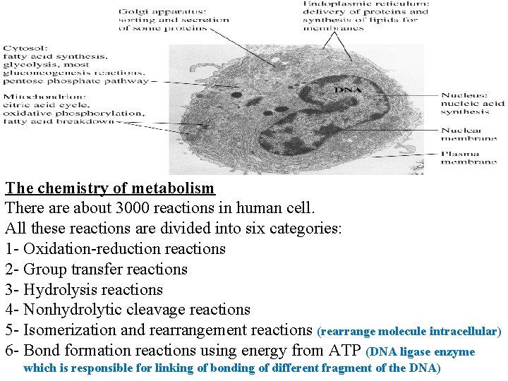 The chemistry of metabolism There about 3000 reactions in human cell. All these reactions