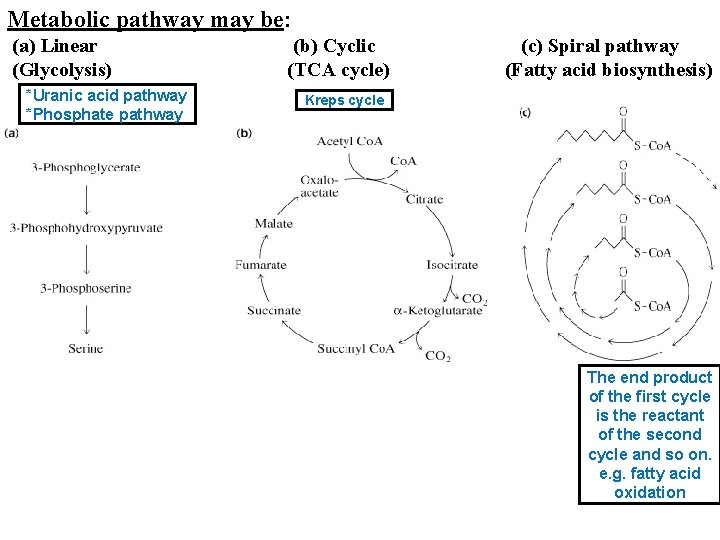 Metabolic pathway may be: (a) Linear (Glycolysis) *Uranic acid pathway *Phosphate pathway (b) Cyclic