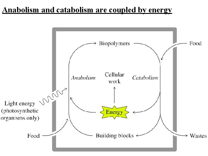 Anabolism and catabolism are coupled by energy 