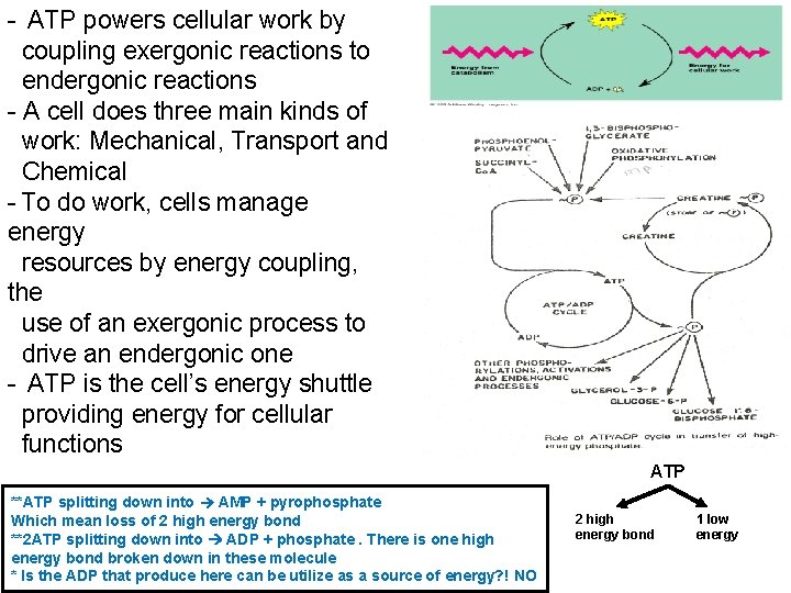 - ATP powers cellular work by coupling exergonic reactions to endergonic reactions - A