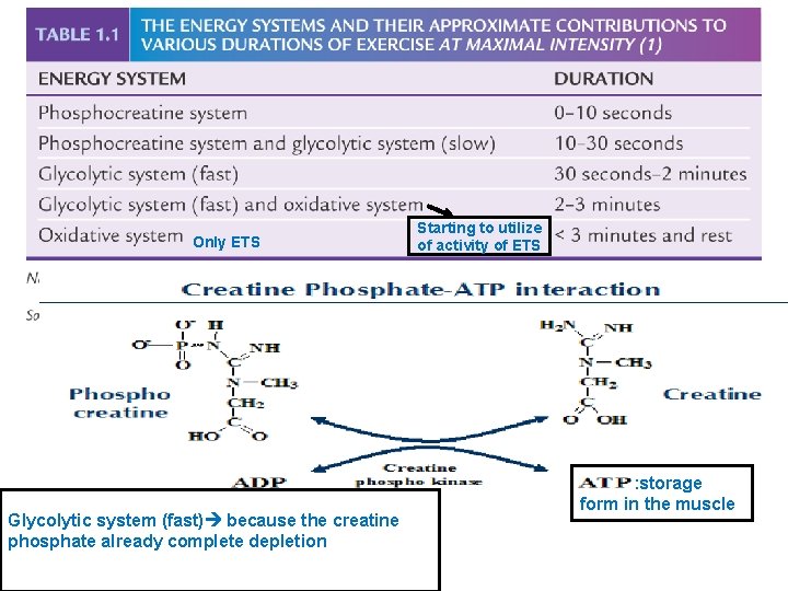 Only ETS Glycolytic system (fast) because the creatine phosphate already complete depletion Starting to