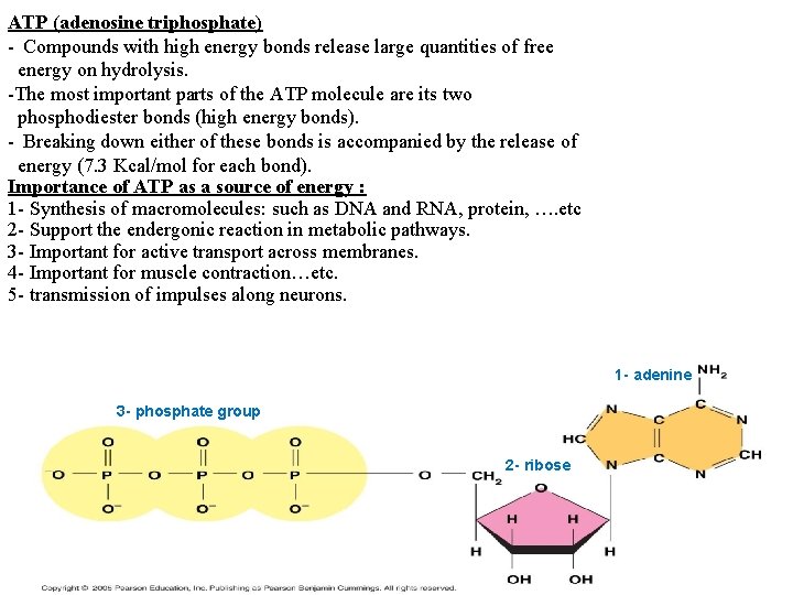 ATP (adenosine triphosphate) - Compounds with high energy bonds release large quantities of free