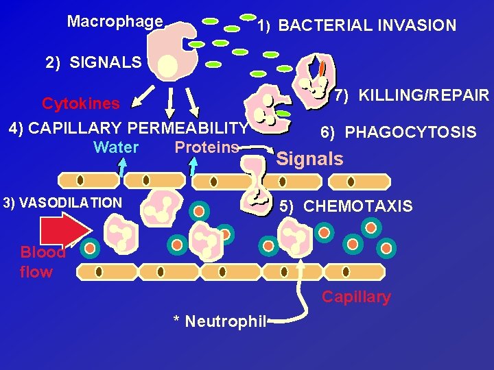 Macrophage 1) BACTERIAL INVASION 2) SIGNALS 7) KILLING/REPAIR Cytokines 4) CAPILLARY PERMEABILITY Water Proteins