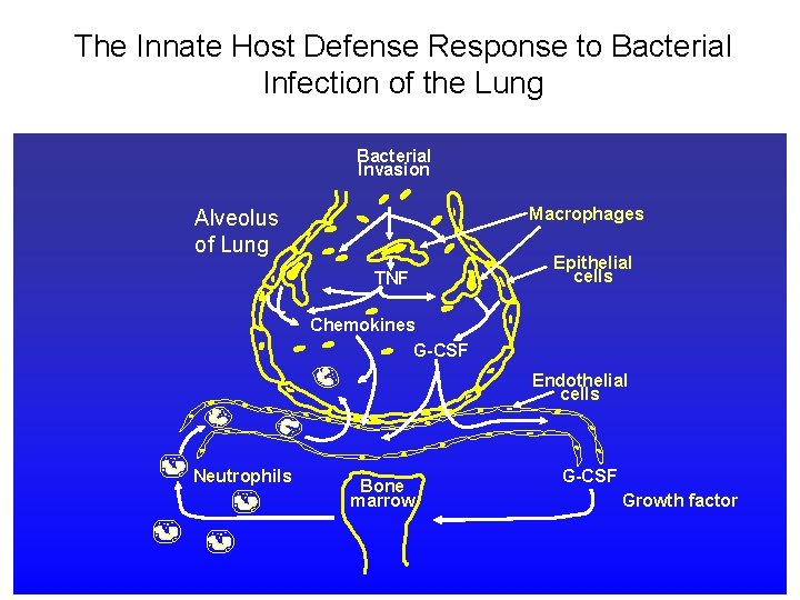 The Innate Host Defense Response to Bacterial Infection of the Lung Bacterial Invasion Macrophages