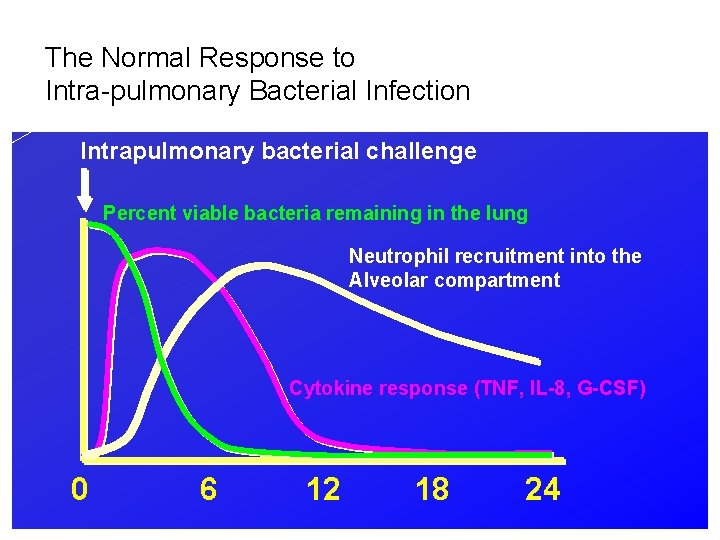 The Normal Response to Intra-pulmonary Bacterial Infection Intrapulmonary bacterial challenge Percent viable bacteria remaining