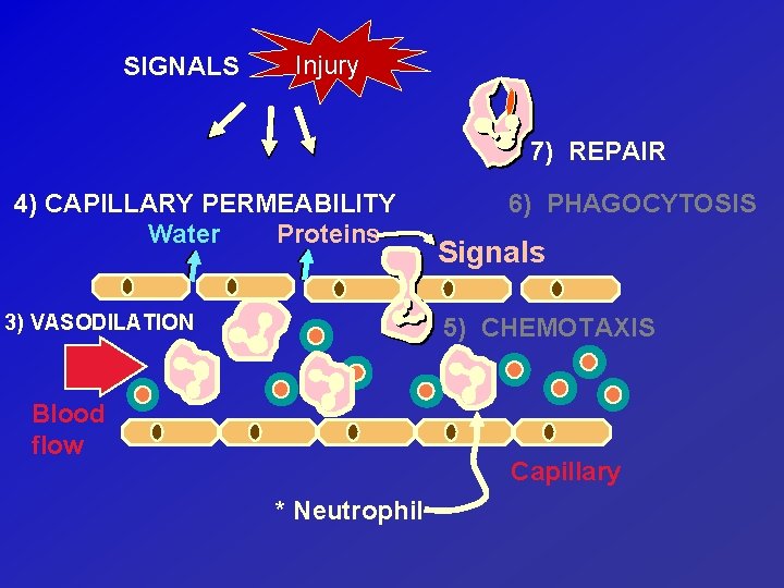 SIGNALS Injury 7) REPAIR 4) CAPILLARY PERMEABILITY Water Proteins 3) VASODILATION 6) PHAGOCYTOSIS Signals