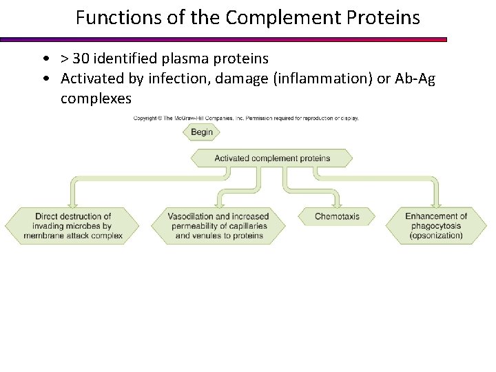 Functions of the Complement Proteins • > 30 identified plasma proteins • Activated by