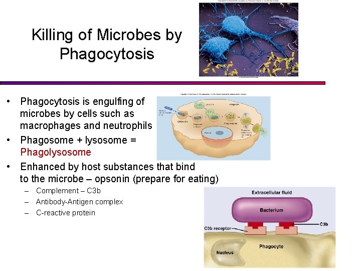 Killing of Microbes by Phagocytosis • Phagocytosis is engulfing of microbes by cells such