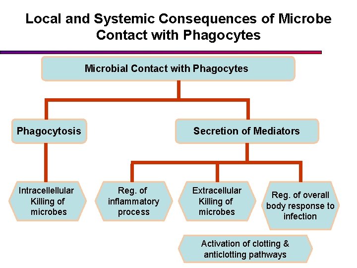 Local and Systemic Consequences of Microbe Contact with Phagocytes Microbial Contact with Phagocytes Phagocytosis