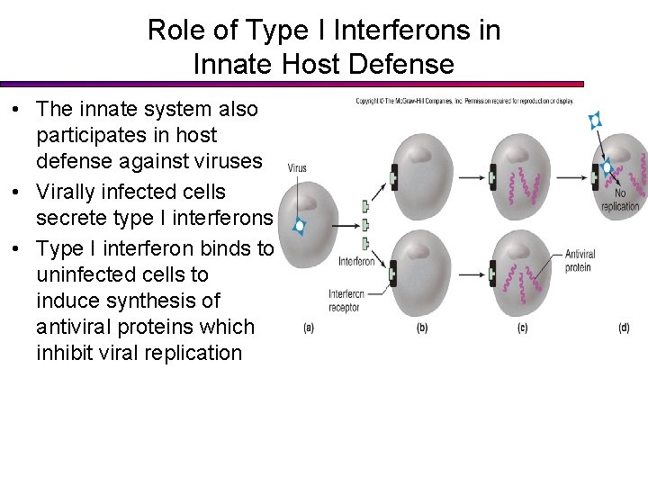 Role of Type I Interferons in Innate Host Defense • The innate system also