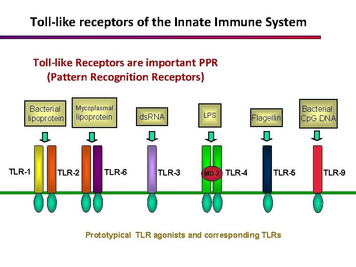 Toll-like receptors of the Innate Immune System Toll-like Receptors are important PPR (Pattern Recognition