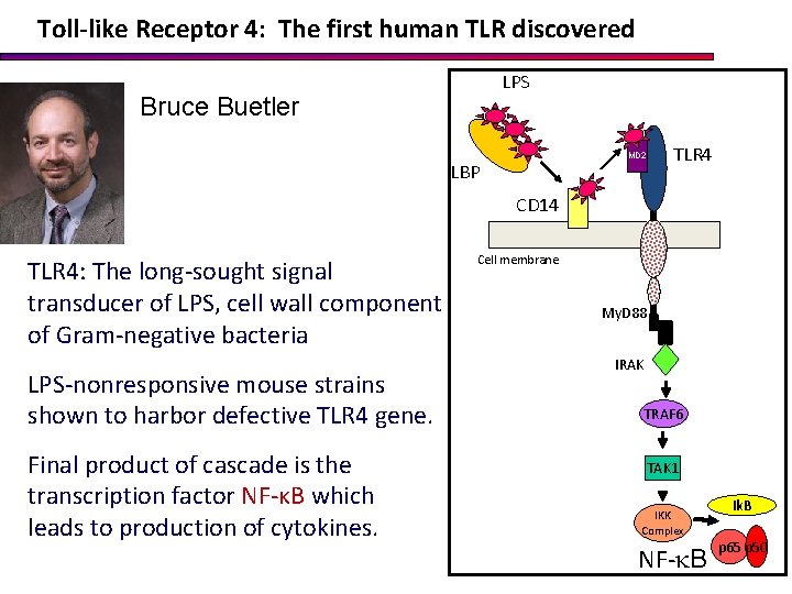 Toll-like Receptor 4: The first human TLR discovered LPS Bruce Buetler MD 2 LBP