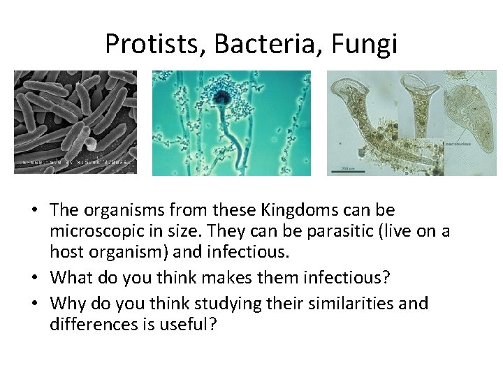 Protists, Bacteria, Fungi • The organisms from these Kingdoms can be microscopic in size.