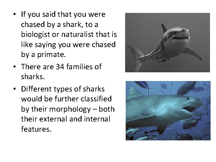  • If you said that you were chased by a shark, to a