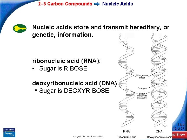 2– 3 Carbon Compounds Nucleic Acids Nucleic acids store and transmit hereditary, or genetic,