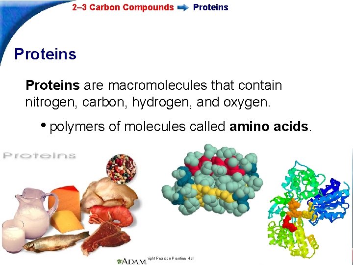 2– 3 Carbon Compounds Proteins are macromolecules that contain nitrogen, carbon, hydrogen, and oxygen.