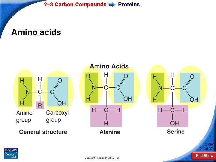 2– 3 Carbon Compounds Proteins Amino acids Slide 21 of 37 Copyright Pearson Prentice