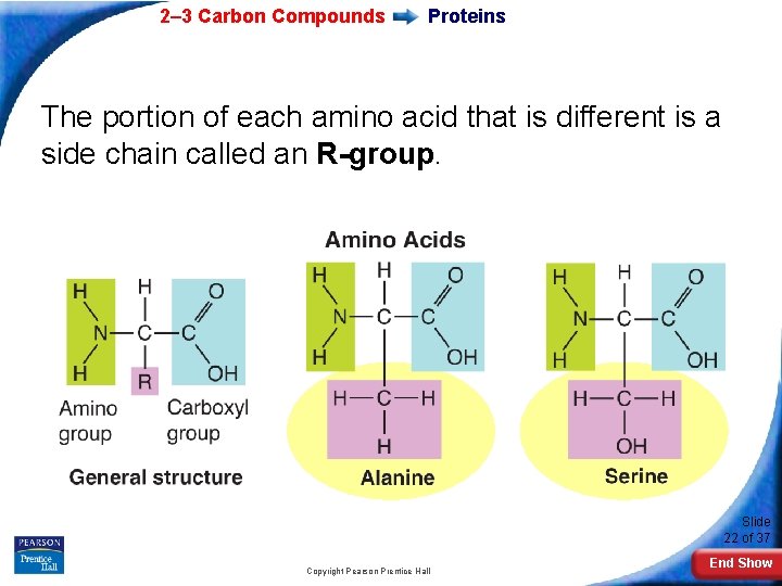 2– 3 Carbon Compounds Proteins The portion of each amino acid that is different