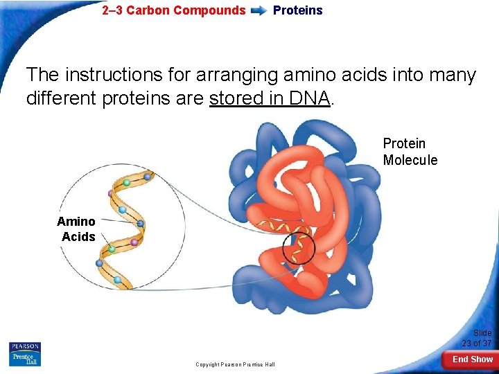 2– 3 Carbon Compounds Proteins The instructions for arranging amino acids into many different