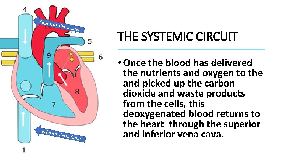 Superi or Ven a Cava Inferio r Vena Cava THE SYSTEMIC CIRCUIT • Once