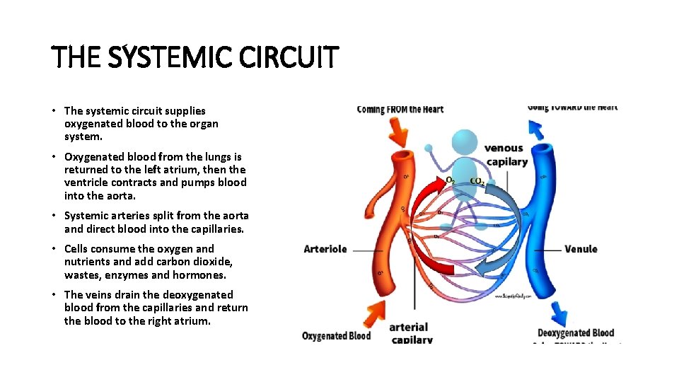 THE SYSTEMIC CIRCUIT • The systemic circuit supplies oxygenated blood to the organ system.