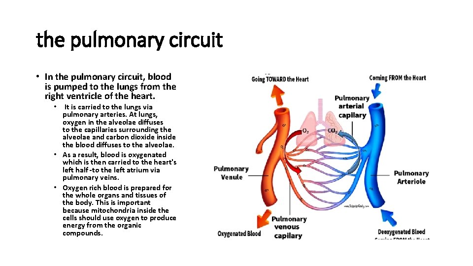 the pulmonary circuit • In the pulmonary circuit, blood is pumped to the lungs