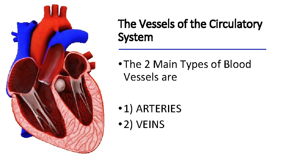 The Vessels of the Circulatory System • The 2 Main Types of Blood Vessels