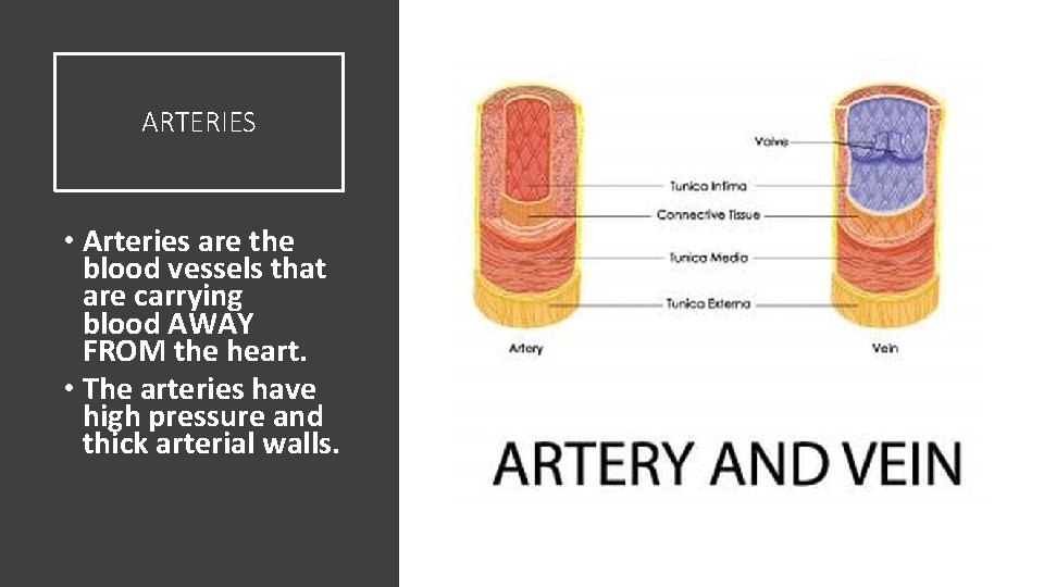 ARTERIES • Arteries are the blood vessels that are carrying blood AWAY FROM the