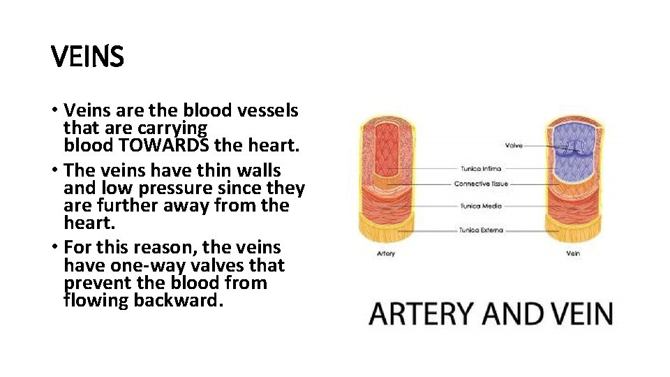 VEINS • Veins are the blood vessels that are carrying blood TOWARDS the heart.