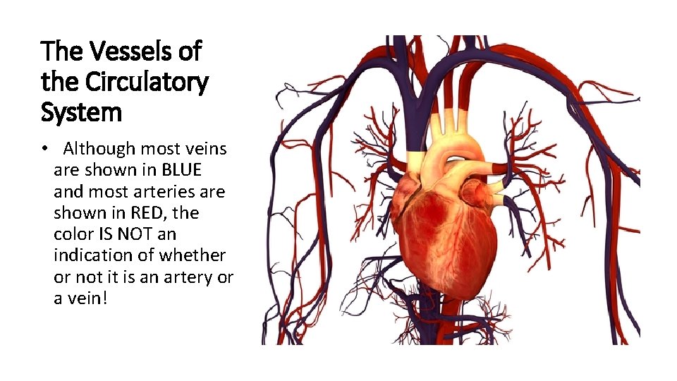 The Vessels of the Circulatory System • Although most veins are shown in BLUE