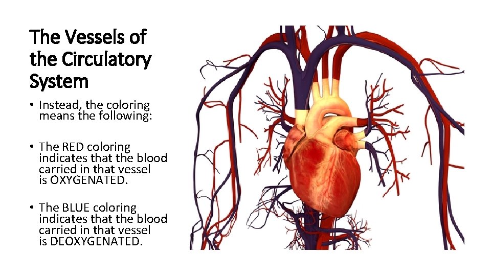 The Vessels of the Circulatory System • Instead, the coloring means the following: •