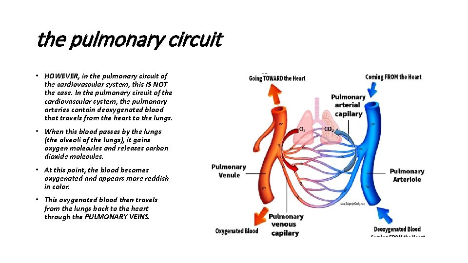 the pulmonary circuit • HOWEVER, in the pulmonary circuit of the cardiovascular system, this
